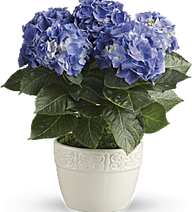 Happy Blue Hydrangea