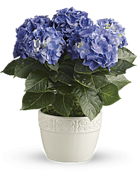 Happy Blue Hydrangea