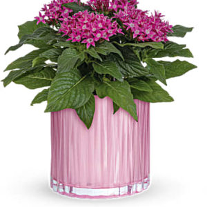 Shimmering Starcluster