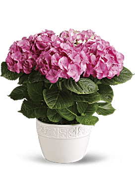 Happy Pink Hydrangea